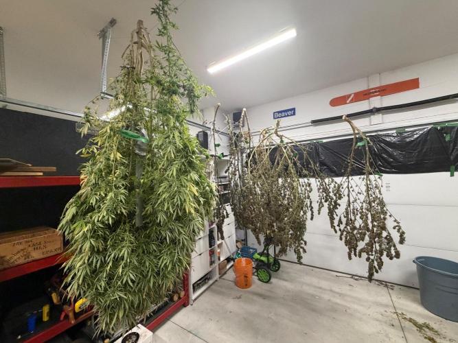 2026 Medley. Week 28 - 1st, 62% RH now has 3 plants 