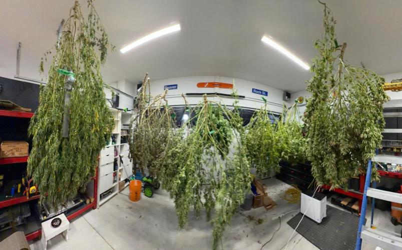 2026 Medley. Week 28 - 2nd, 5 plants and some pieces… Thanks Wind
