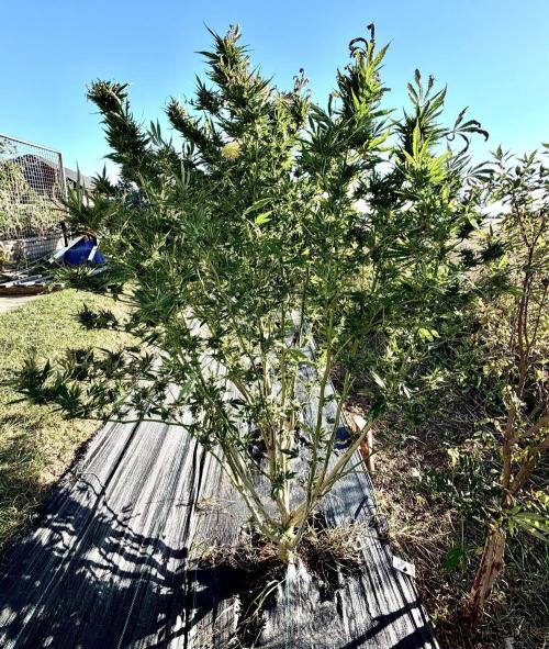 2026 Medley. Week 28 - 3rd pm, ACAPULCO GOLD