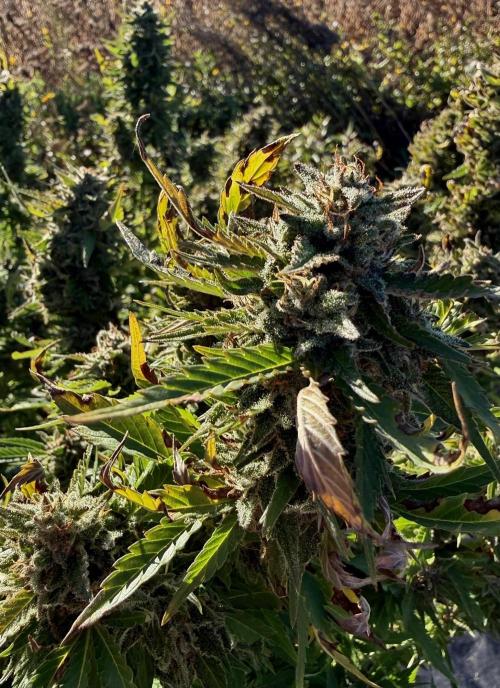 2026 Medley. Week 28 - 3rd pm, Jacky White Cola