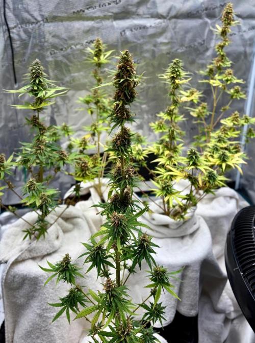 RED BILLY making it Official. Week 13 - 4th, still guessing at how many are to be produced. Plants did not get BIG