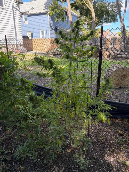 2026 Medley. Week 28 - A very pregnant FRIESLAND M33, planted in a dark yard, jumped-on by MaleSSDD f3 