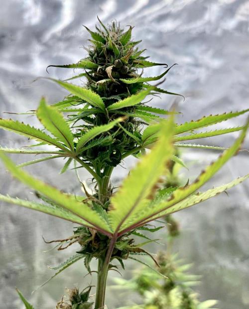 RED BILLY making it Official. Week 14