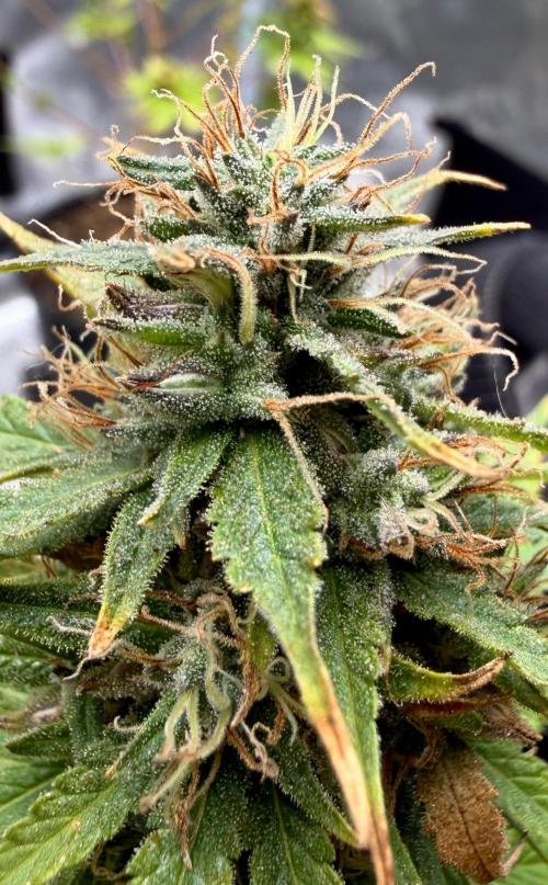 RED BILLY making it Official. Week 14