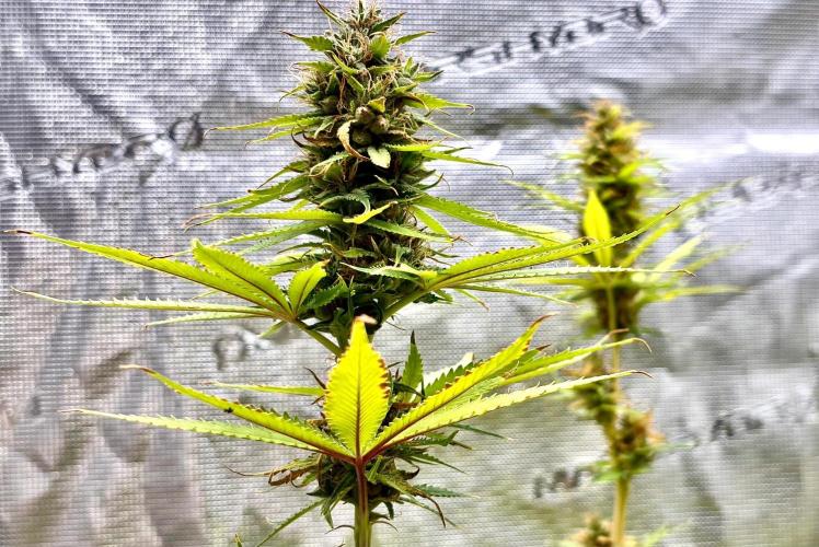 RED BILLY making it Official. Week 14