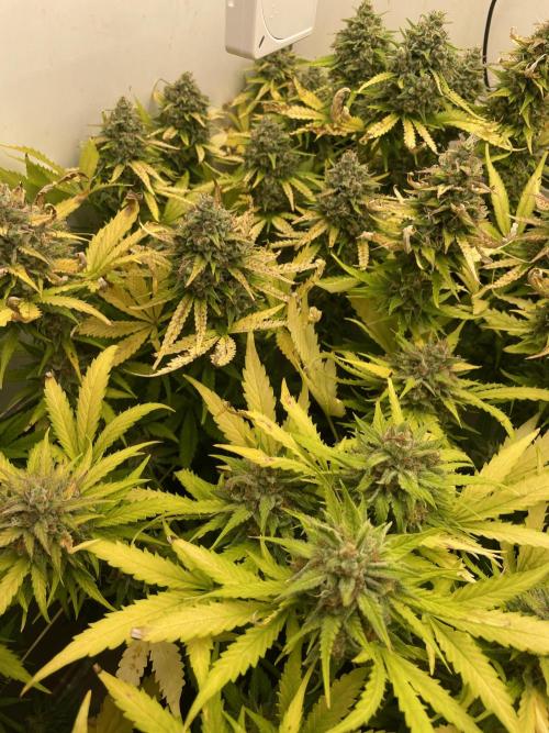 Cream Punch. Week 10