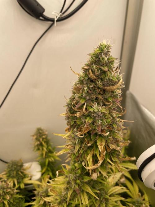 Cream Punch. Week 10