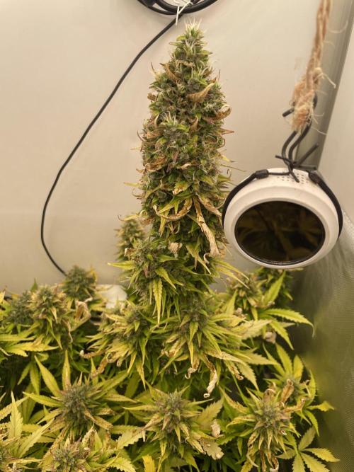 Cream Punch. Week 10