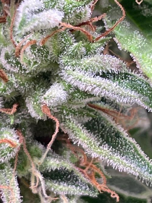 Cream Punch. Week 10