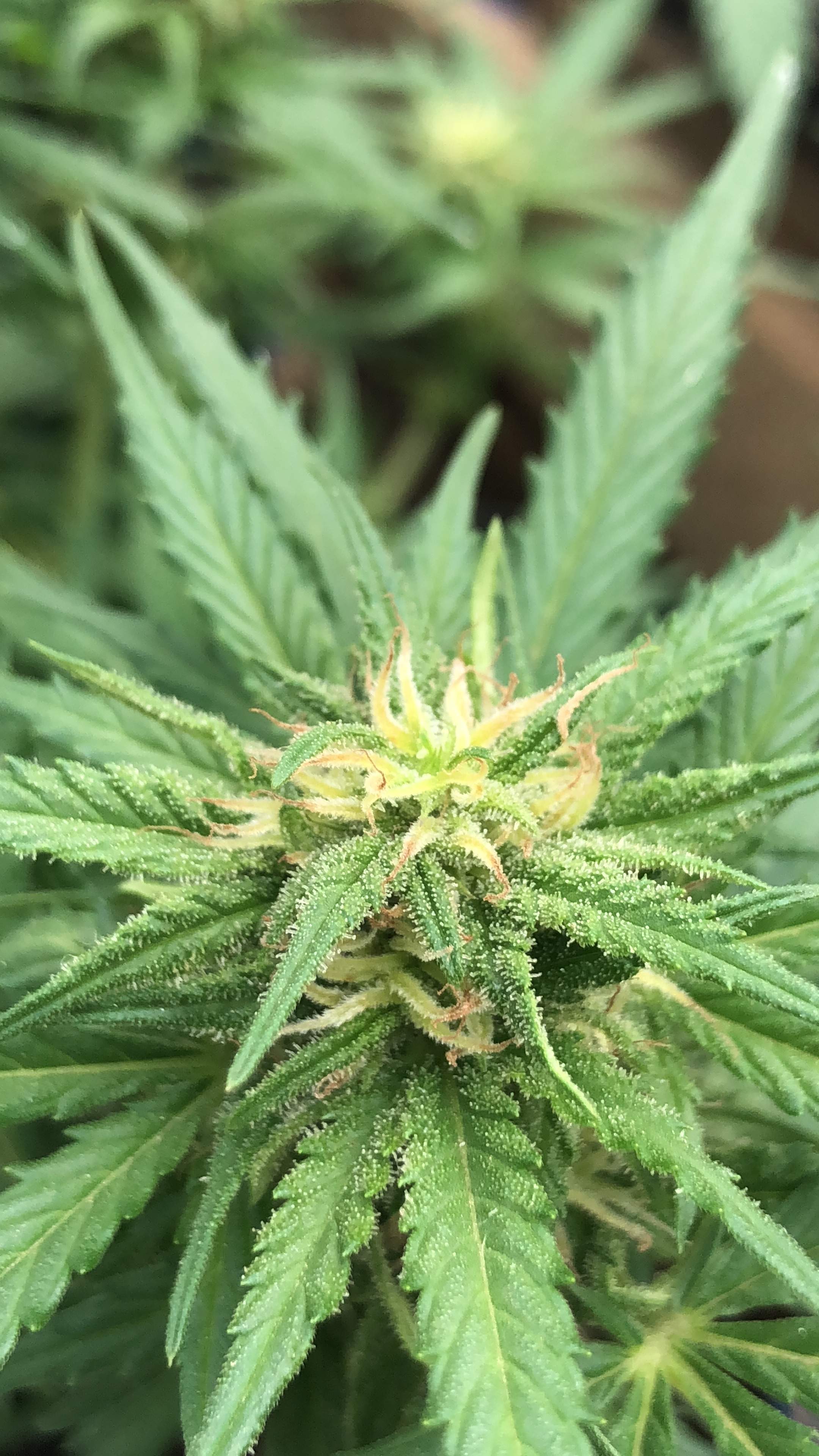 Royal Queen Seeds Blue Cheese Automatic grow diary (journal) week5 by South_Of_The_Border