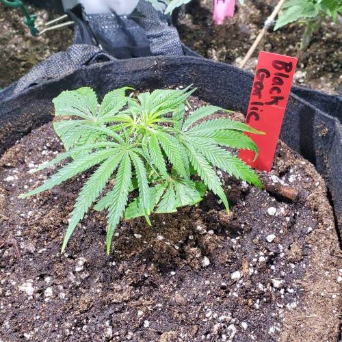 Black Garlic Clone Organic Grow. Week 1 - Feb 25: Day 1!