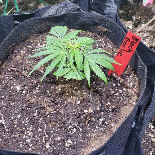 Black Garlic Clone Organic Grow. Week 1 - Feb 25: Day 1!
