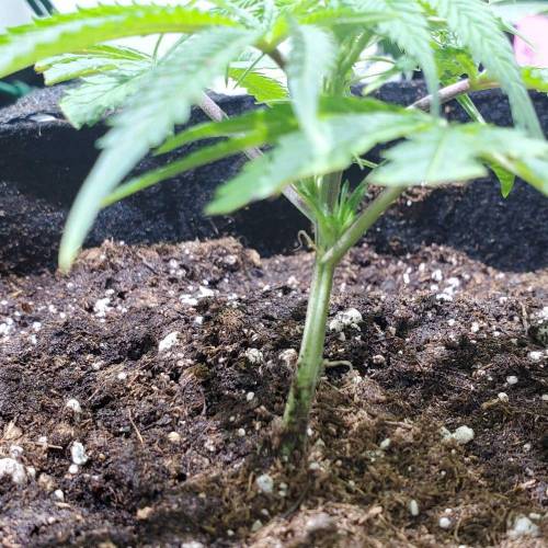 Black Garlic Clone Organic Grow. Week 1 - Feb 25: Day 1!
