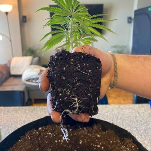 Black Garlic Clone Organic Grow. Week 1 - Feb 25: Day 1!