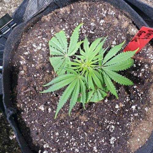 Black Garlic Clone Organic Grow. Week 1 - Feb 25: Day 1!
