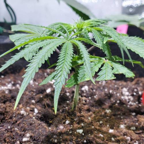 Black Garlic Clone Organic Grow. Week 1 - Feb 25: Day 1!