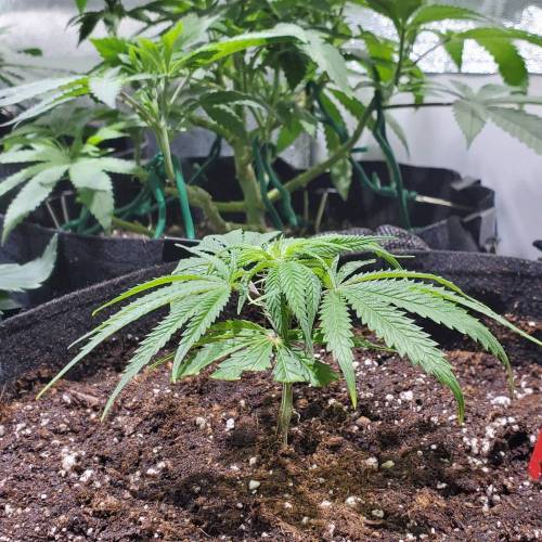Black Garlic Clone Organic Grow. Week 1 - Feb 25: Day 1!