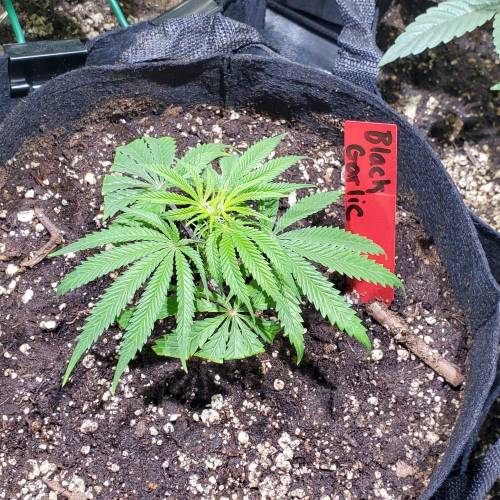 Black Garlic Clone Organic Grow. Week 1 - Feb 26: Day 2