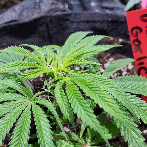Black Garlic Clone Organic Grow. Week 1 - Feb 26: Day 2