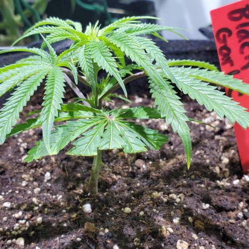 Black Garlic Clone Organic Grow. Week 1 - Feb 26: Day 2