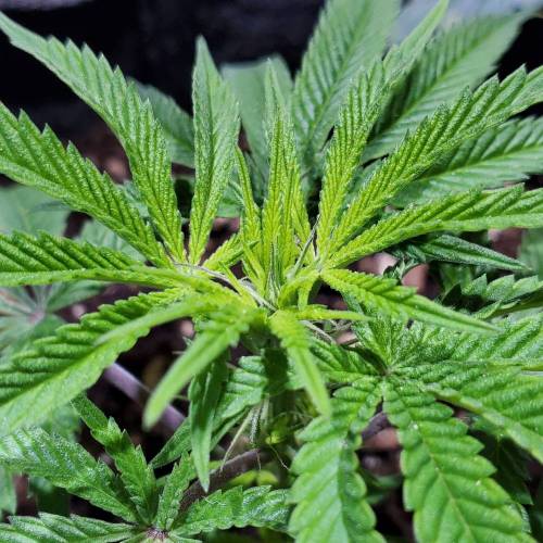 Black Garlic Clone Organic Grow. Week 1 - Feb 27: Day 3