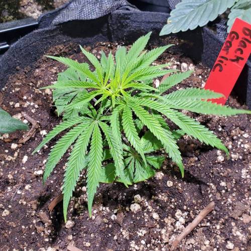 Black Garlic Clone Organic Grow. Week 1 - Feb 27: Day 3