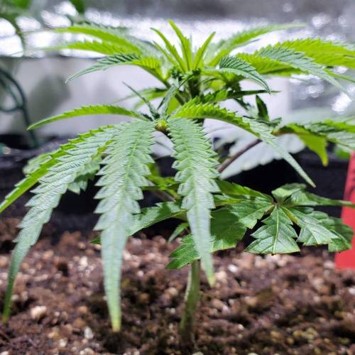 Black Garlic Clone Organic Grow. Week 1 - Feb 27: Day 3