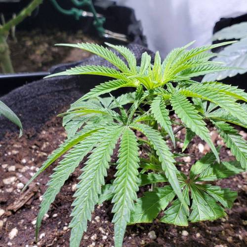 Black Garlic Clone Organic Grow. Week 1 - Feb 27: Day 3