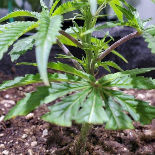 Black Garlic Clone Organic Grow. Week 1 - Feb 27: Day 3