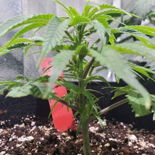 Black Garlic Clone Organic Grow. Week 1 - Feb 28: Day 4