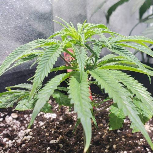 Black Garlic Clone Organic Grow. Week 1 - Feb 28: Day 4