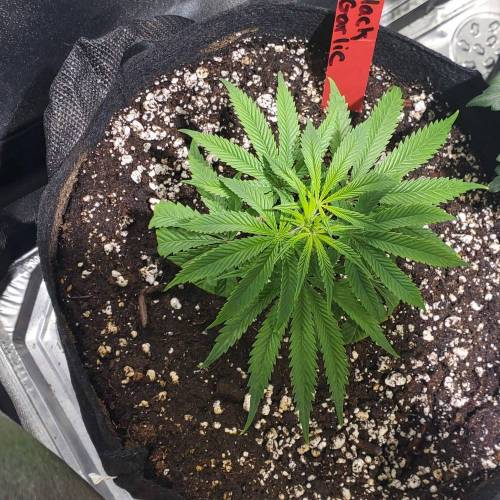 Black Garlic Clone Organic Grow. Week 1 - Feb 28: Day 4