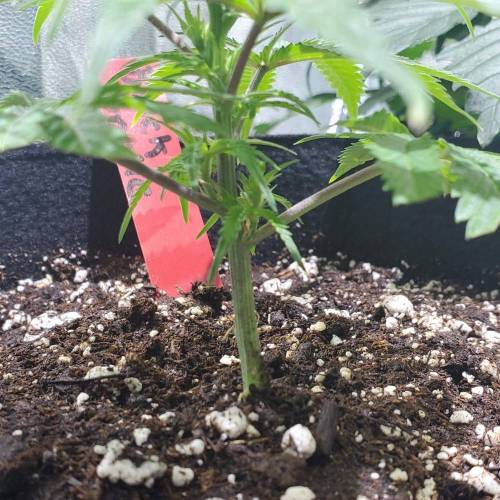 Black Garlic Clone Organic Grow. Week 1 - Feb 28: Day 4