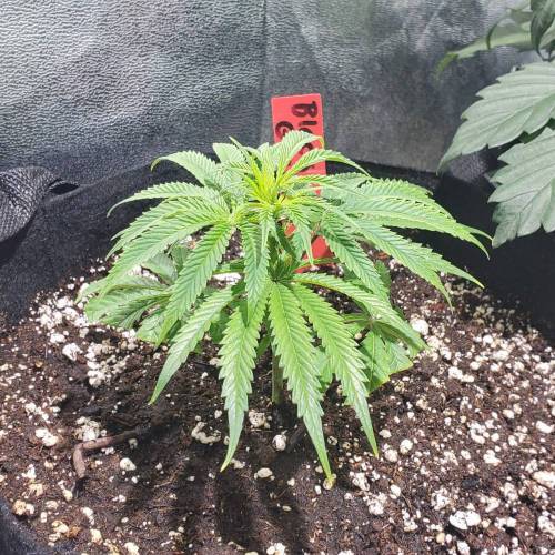 Black Garlic Clone Organic Grow. Week 1 - Feb 28: Day 4