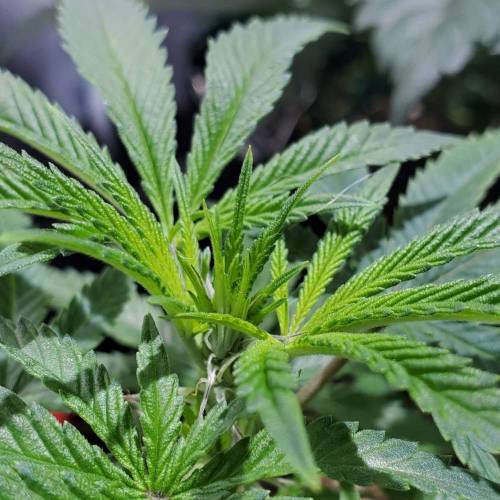 Black Garlic Clone Organic Grow. Week 1 - March 1: Day 5