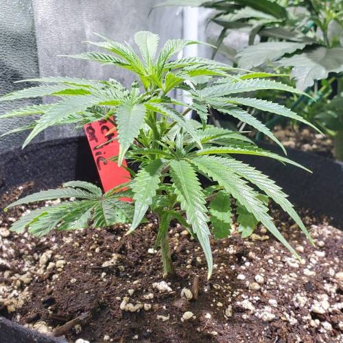 Black Garlic Clone Organic Grow. Week 1 - March 1: Day 5