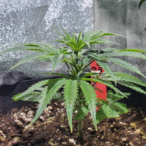 Black Garlic Clone Organic Grow. Week 1 - March 1: Day 5