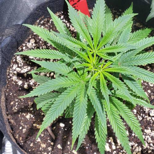 Black Garlic Clone Organic Grow. Week 1 - March 1: Day 5