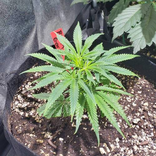 Black Garlic Clone Organic Grow. Week 1 - March 1: Day 5