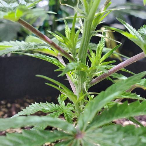 Black Garlic Clone Organic Grow. Week 1 - March 1: Day 5