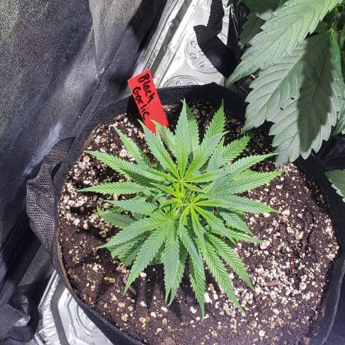 Black Garlic Clone Organic Grow. Week 1 - March 1: Day 5