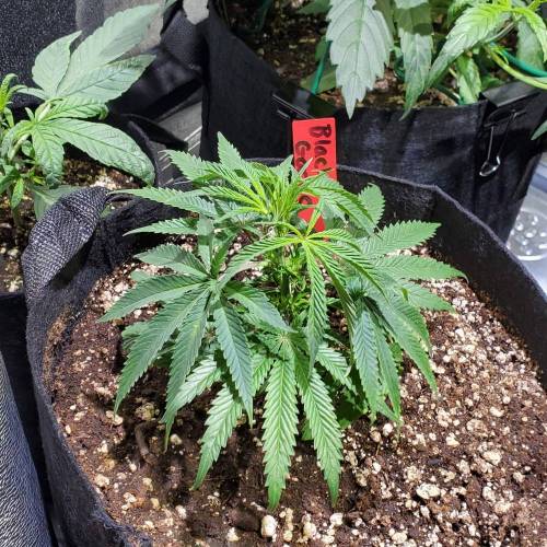 Black Garlic Clone Organic Grow. Week 1 - March 2: Day 6
