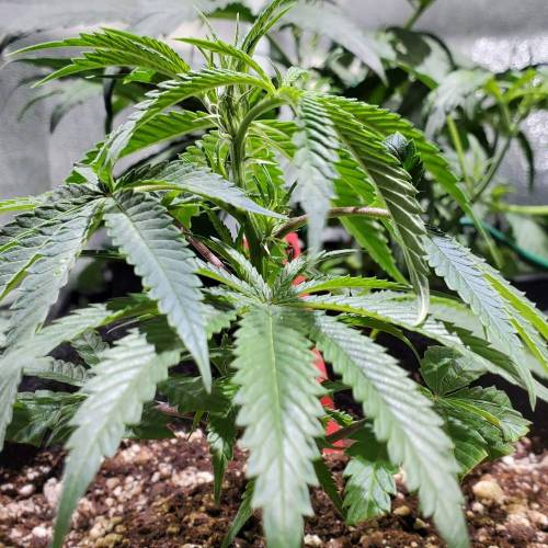 Black Garlic Clone Organic Grow. Week 1 - March 2: Day 6