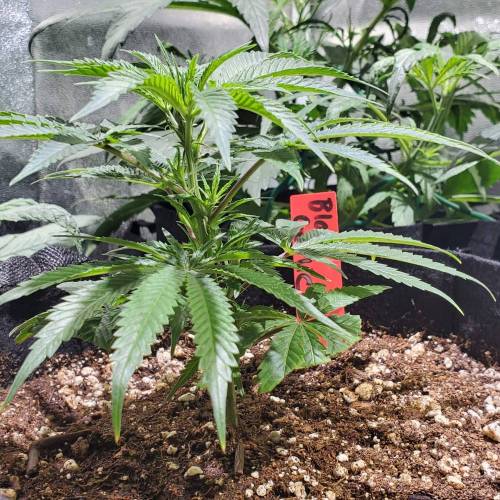 Black Garlic Clone Organic Grow. Week 1 - March 3: Day 7