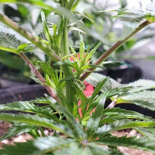 Black Garlic Clone Organic Grow. Week 1 - March 3: Day 7