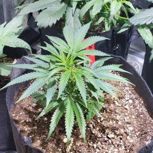 Black Garlic Clone Organic Grow. Week 1 - March 3: Day 7