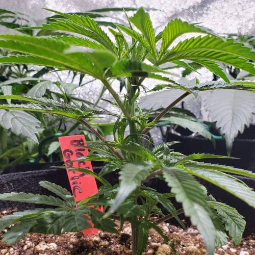 Black Garlic Clone Organic Grow. Week 1 - March 3: Day 7