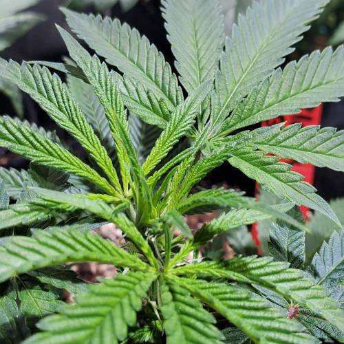 Black Garlic Clone Organic Grow. Week 1 - March 3: Day 7