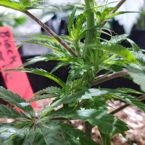 Black Garlic Clone Organic Grow. Week 1 - March 3: Day 7