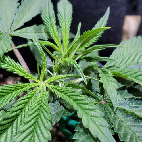 Black Garlic Clone Organic Grow. Week 2 - March 4: Day 8